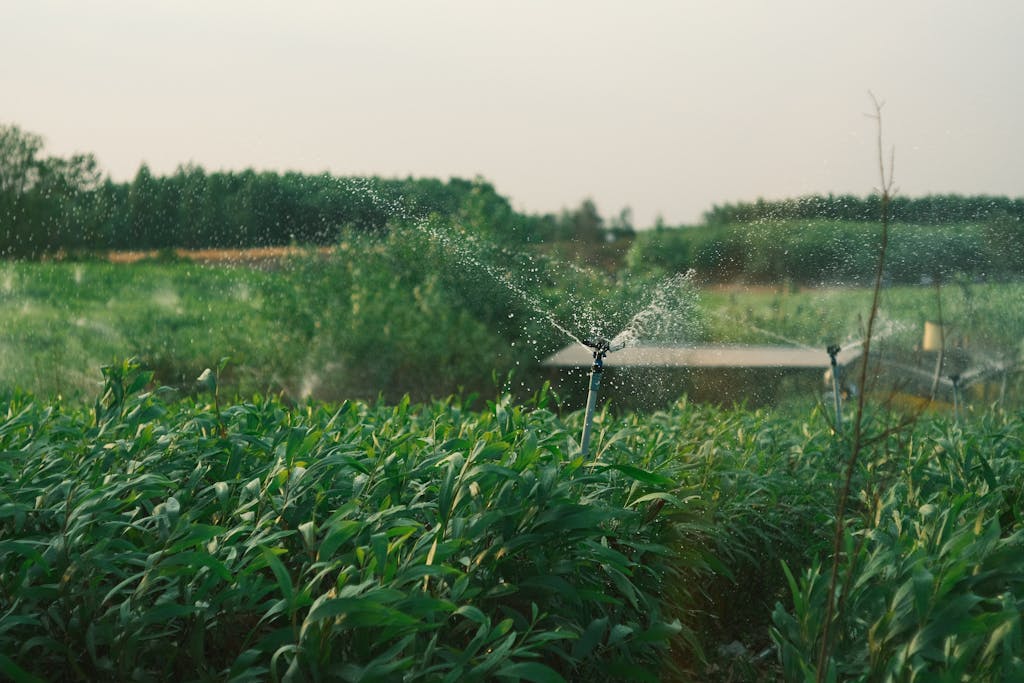 A vibrant green field with water sprinklers under soft evening light, creating a tranquil agricultural scene.