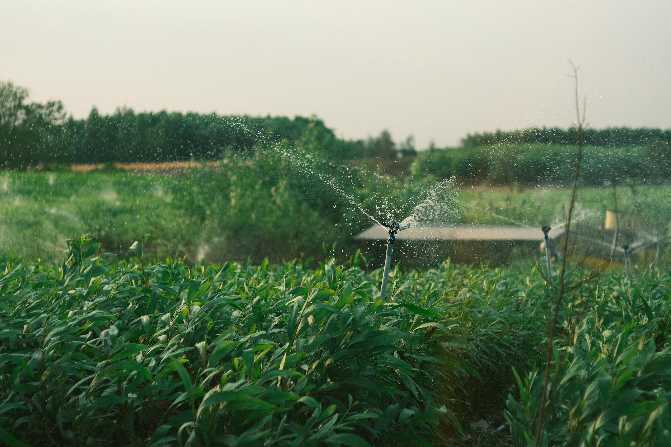 A vibrant green field with water sprinklers under soft evening light, creating a tranquil agricultural scene.