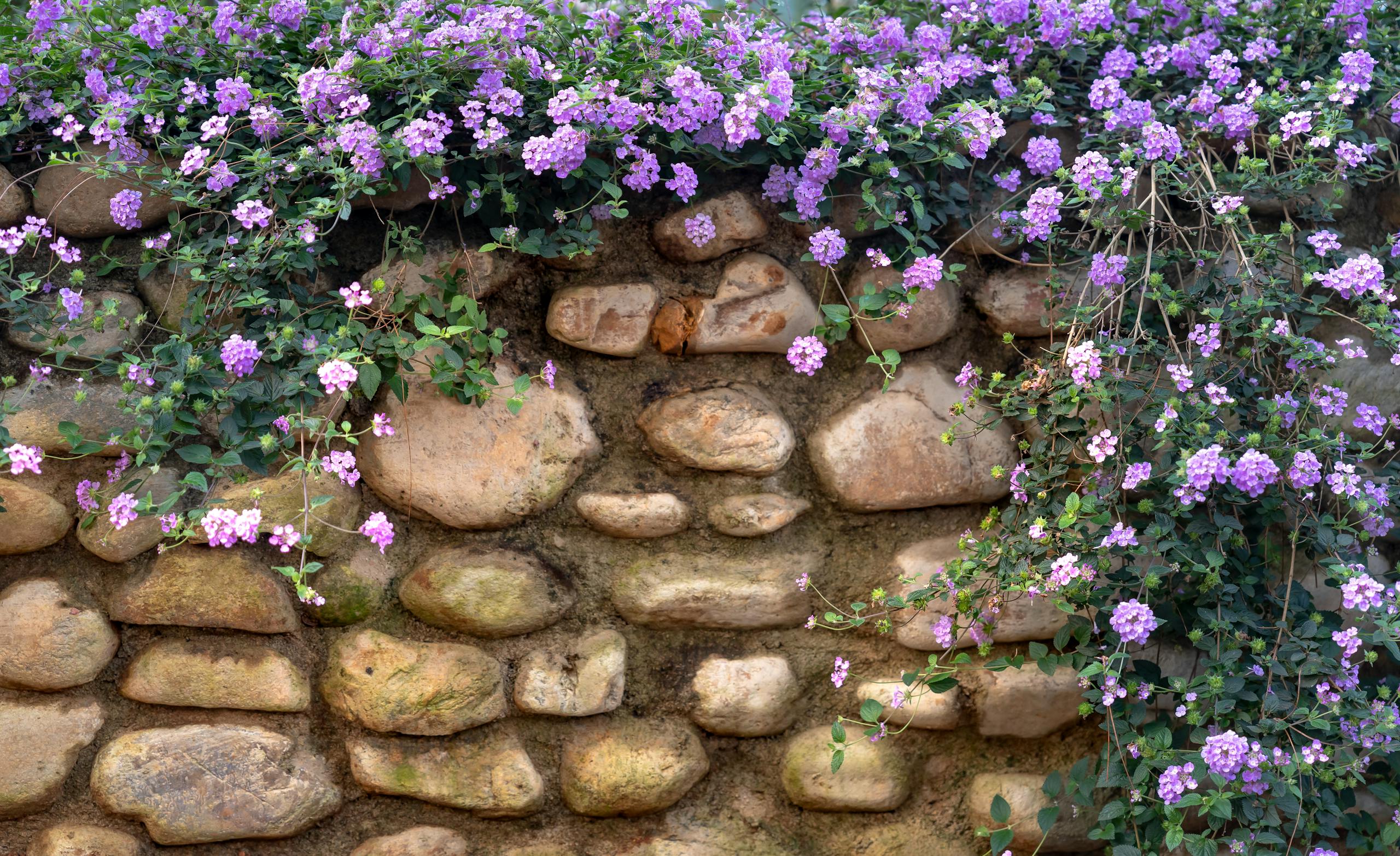 Rustic stone wall adorned with vibrant purple wildflowers in full bloom.